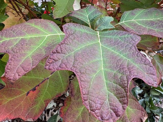 November Gardening Tips