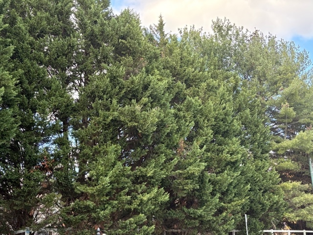 meilleurs arbres de confidentialité