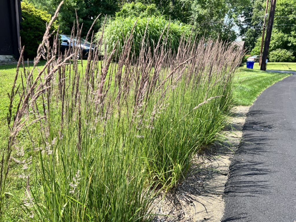 Should Ornamental Grasses Be Cut Back In Winter