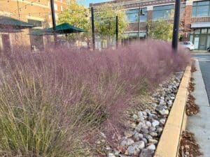 Should Ornamental Grasses Be Cut Back In The Winter