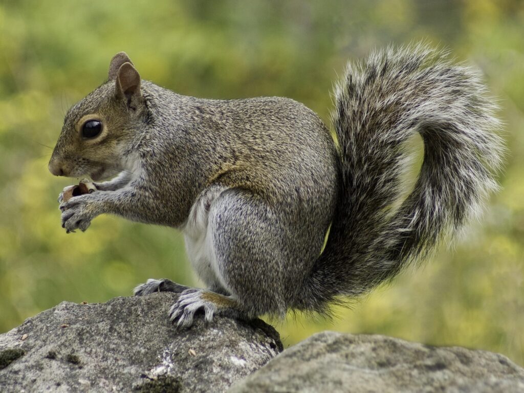 Keep Squirrels From Eating Your Tulip Bulbs