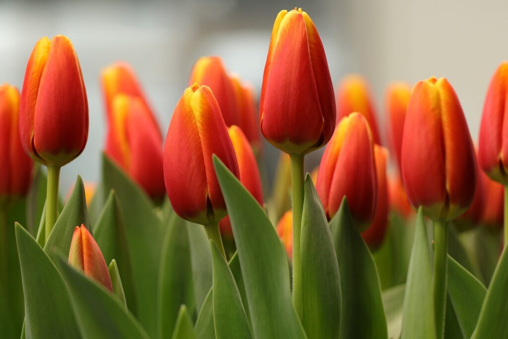 Keep Squirrels From Eating Your Tulip Bulbs