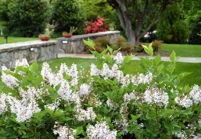 front yard landscape