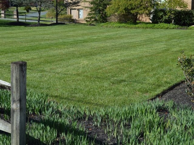 Lawns-3-1.jpg