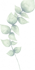 long overlay of plant potanical