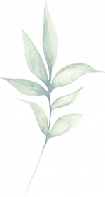 overlay of plant potanical