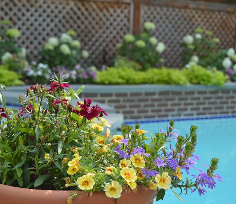 Flowers in a clay potter
