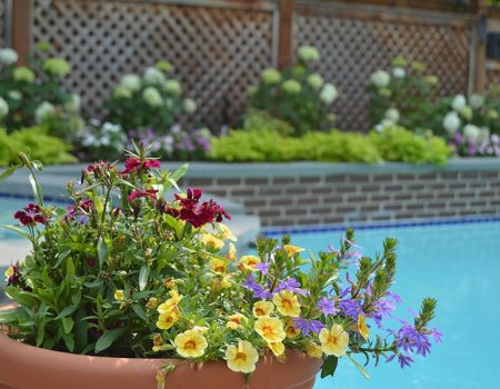 potted plant with colorful flowers and a pool in the background potted plant with colorful flowers and a pool in the background